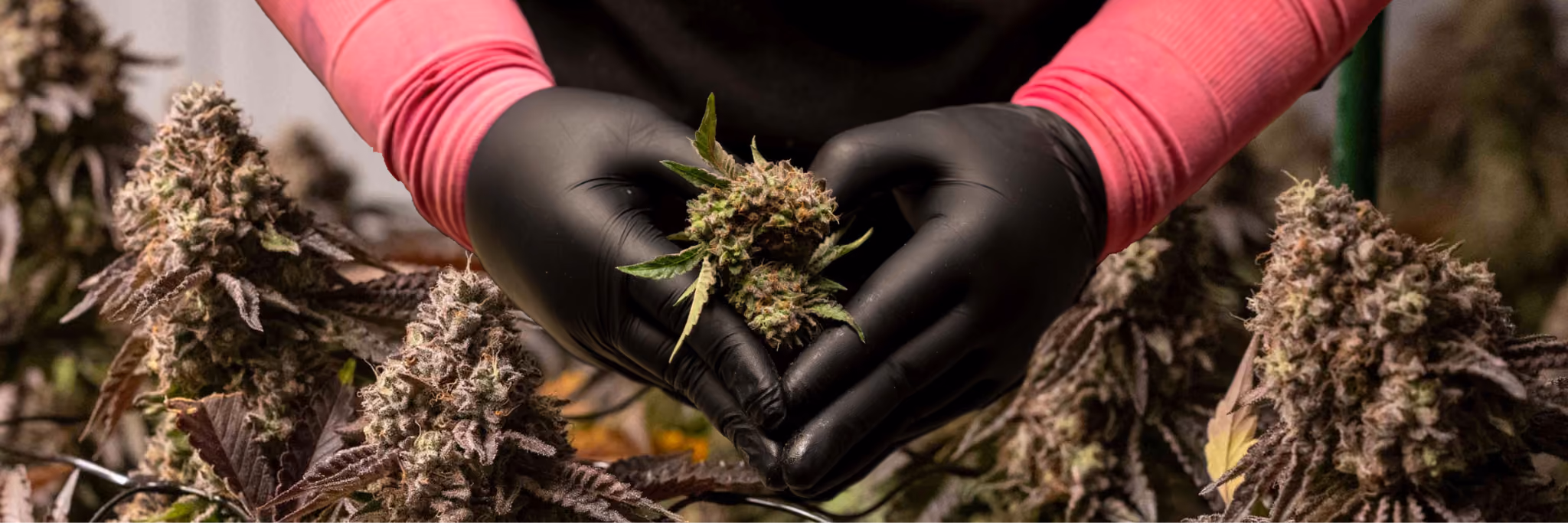 A gloved grower cups a hand-trimmed In The Flow cannabis flower bud among the harvest, showcasing The Source's boutique cultivation.