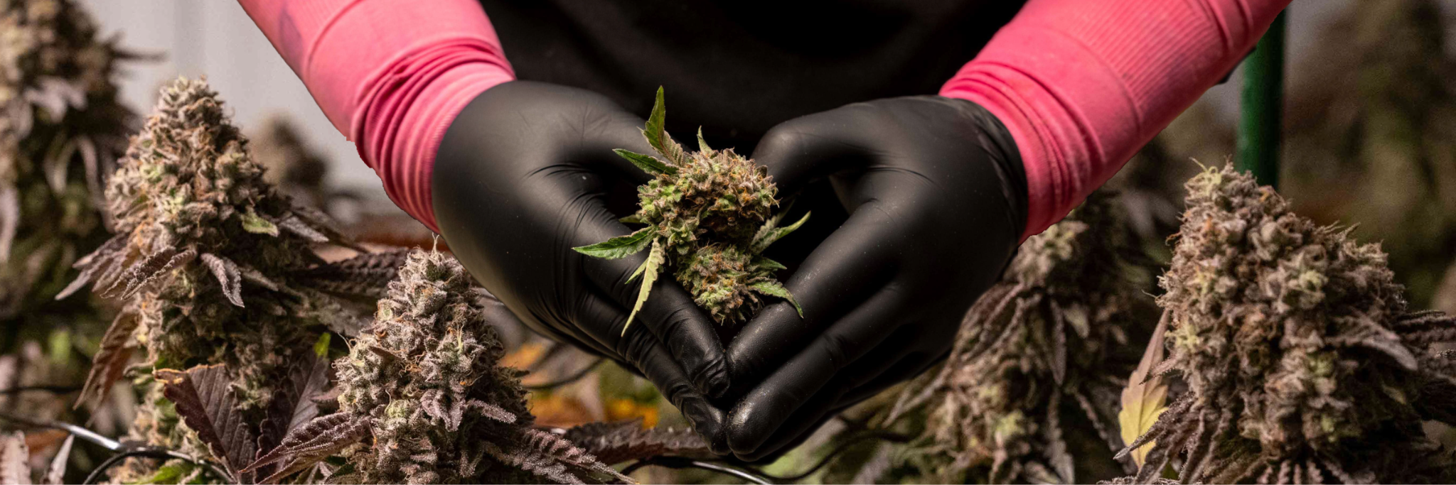 A gloved grower cups a hand-trimmed In The Flow cannabis flower bud among the harvest, showcasing The Source's boutique cultivation.
