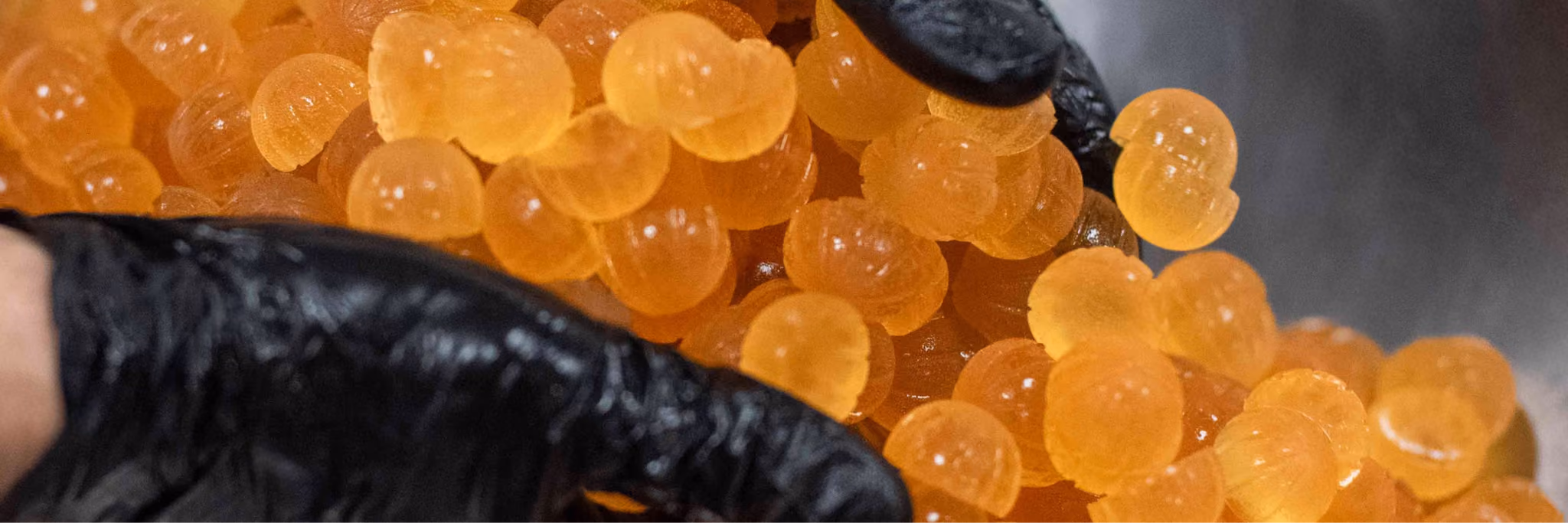 A gloved hand pours a fresh batch of TSA gummies, showcasing the amber-colored edibles up close.