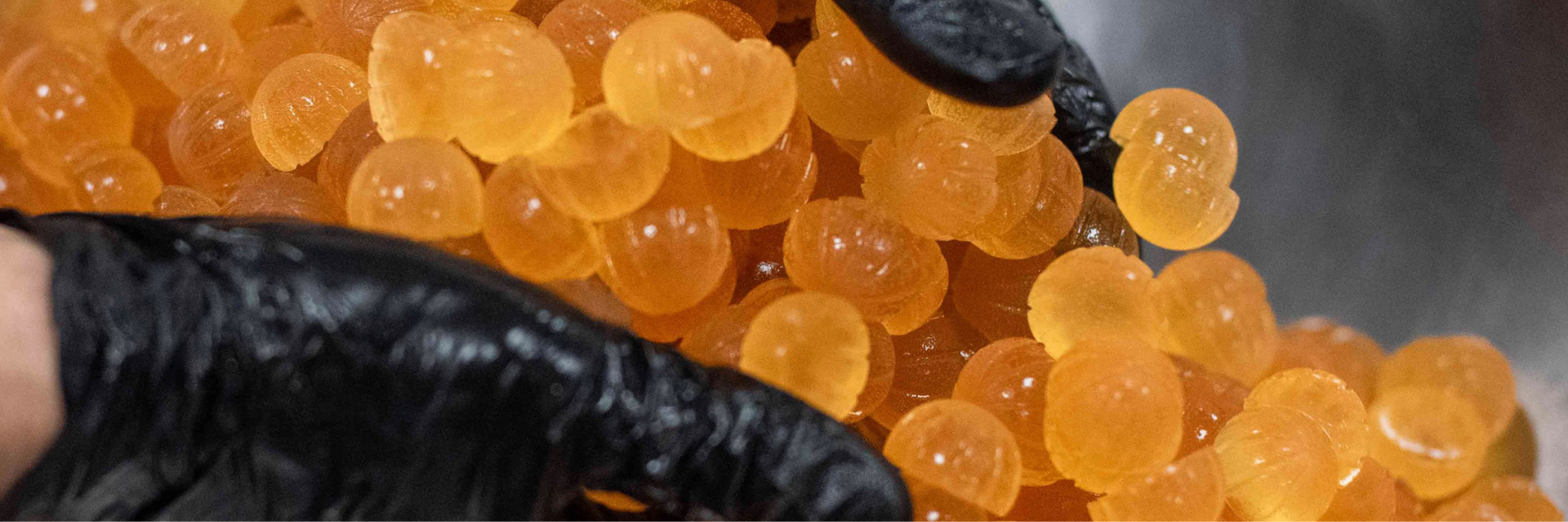 A gloved hand pours a fresh batch of TSA gummies, showcasing the amber-colored edibles up close.