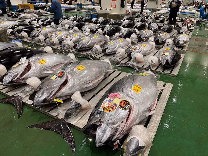 Fisk som går på auktion