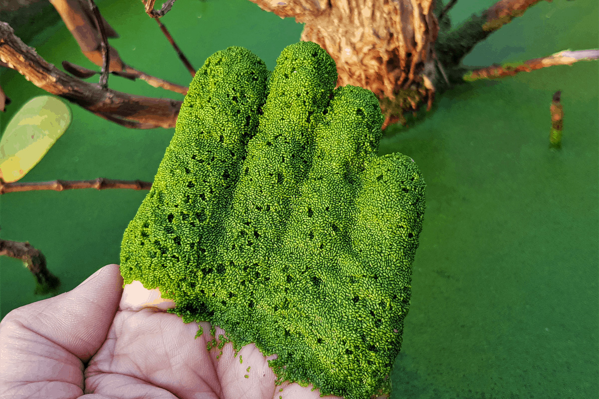 Världens minsta blommande växt