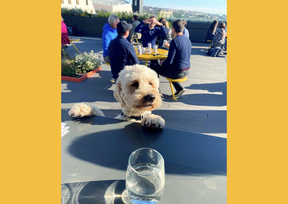 dog
