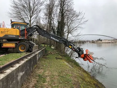 Baumfällung am Rhein