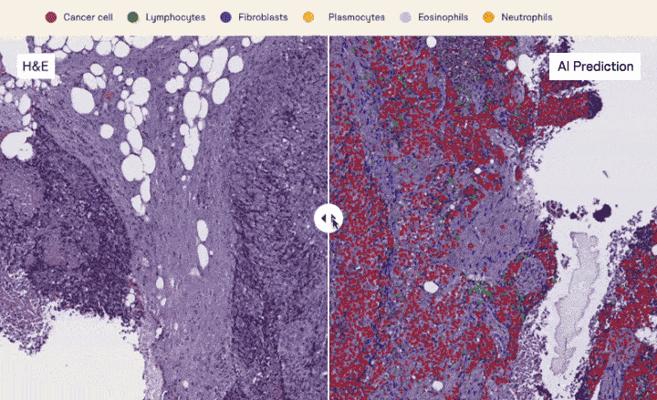 Automatically detect cell types and tissue structures from histology data