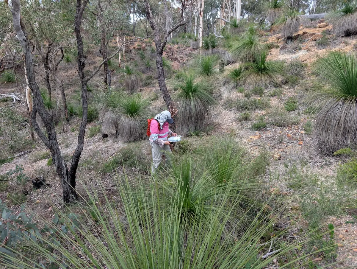Trace botanist recording vegetation in grass tree woodland