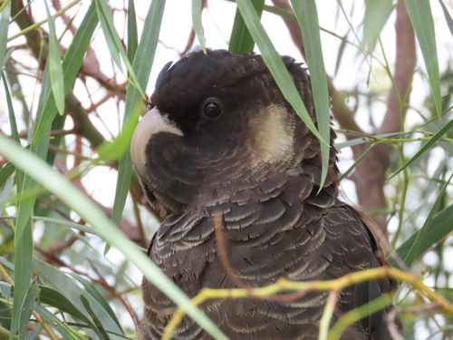 Black cockatoo perched in a eucalypt tree in south-west Western Australia