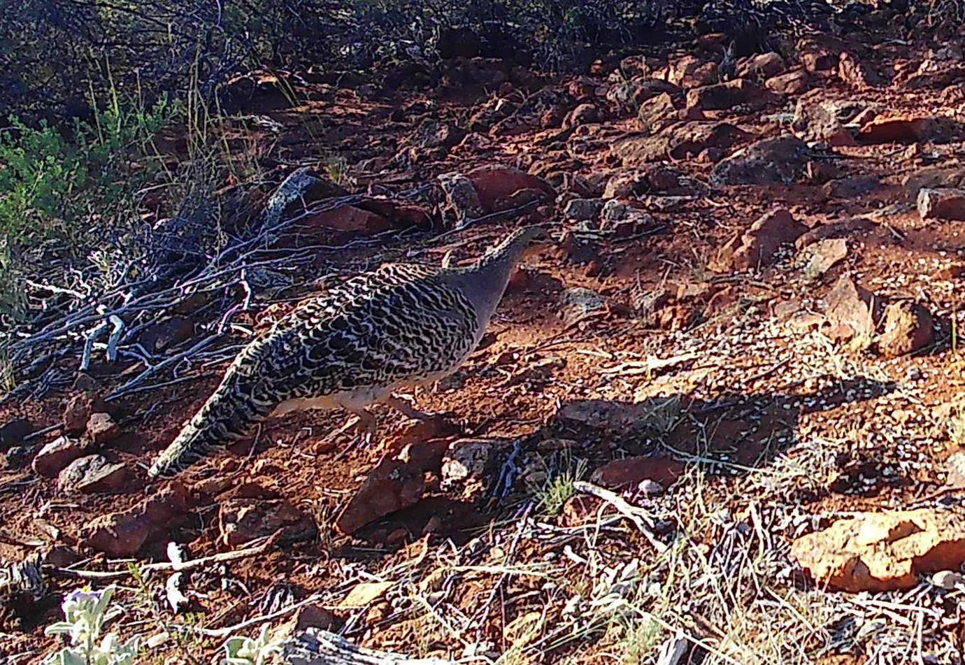 Mallefowl captured during a Trace Ecology habitat assessment and monitoring progam. 
