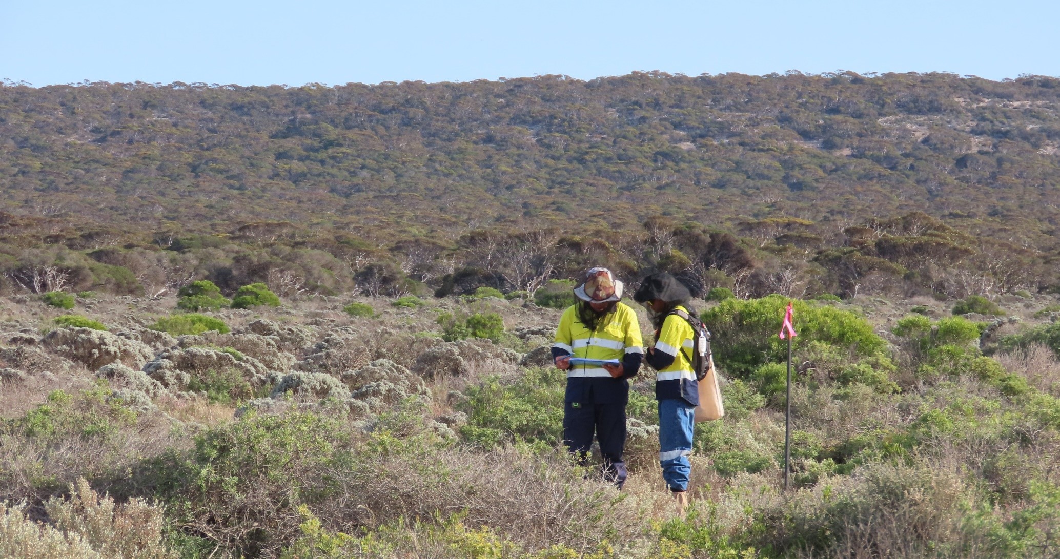 Trace botanists undertaking a flora assessment