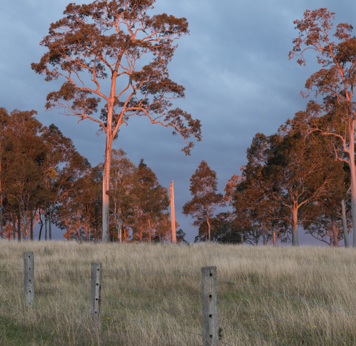 Tall eucalypt canopy
