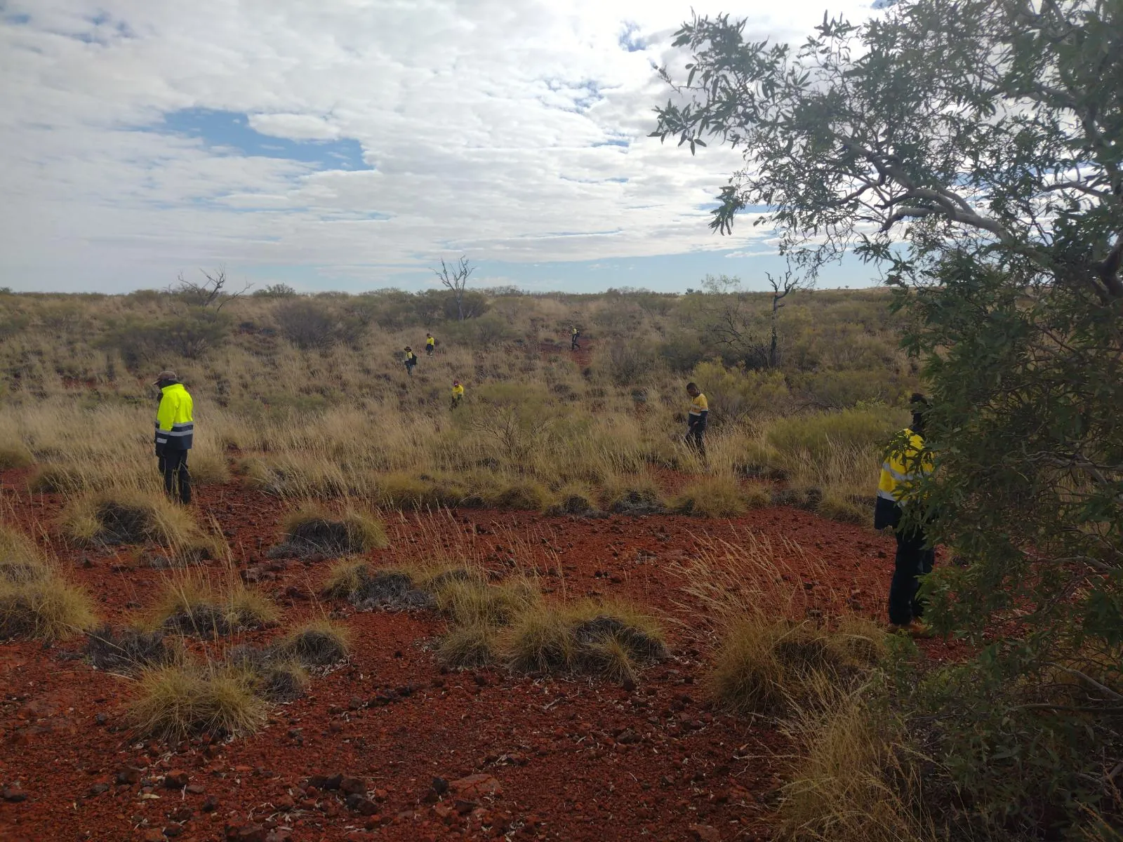 Trace survey team crossing open spinifex country