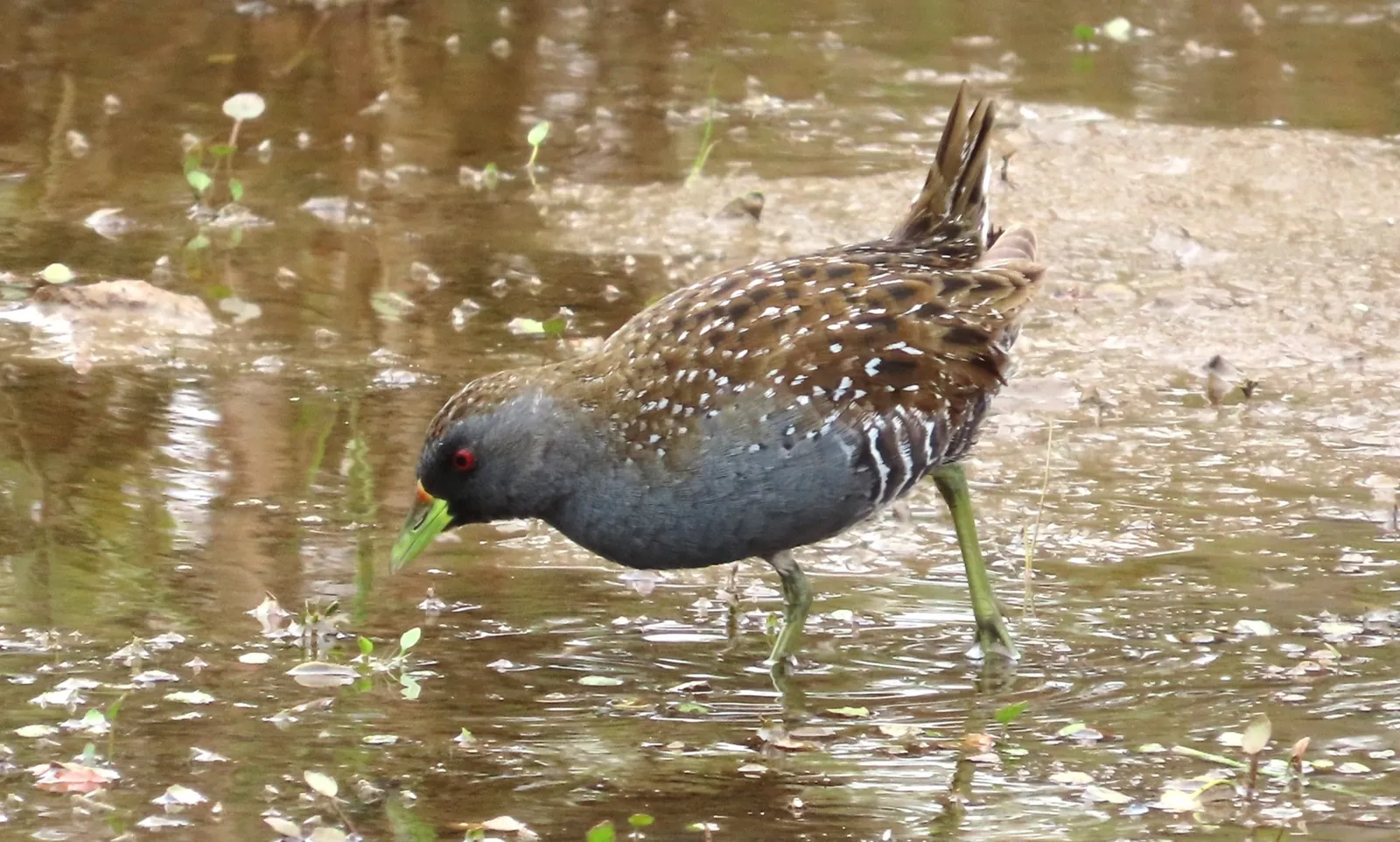 Australian spotted crake (Porzana fluminea)