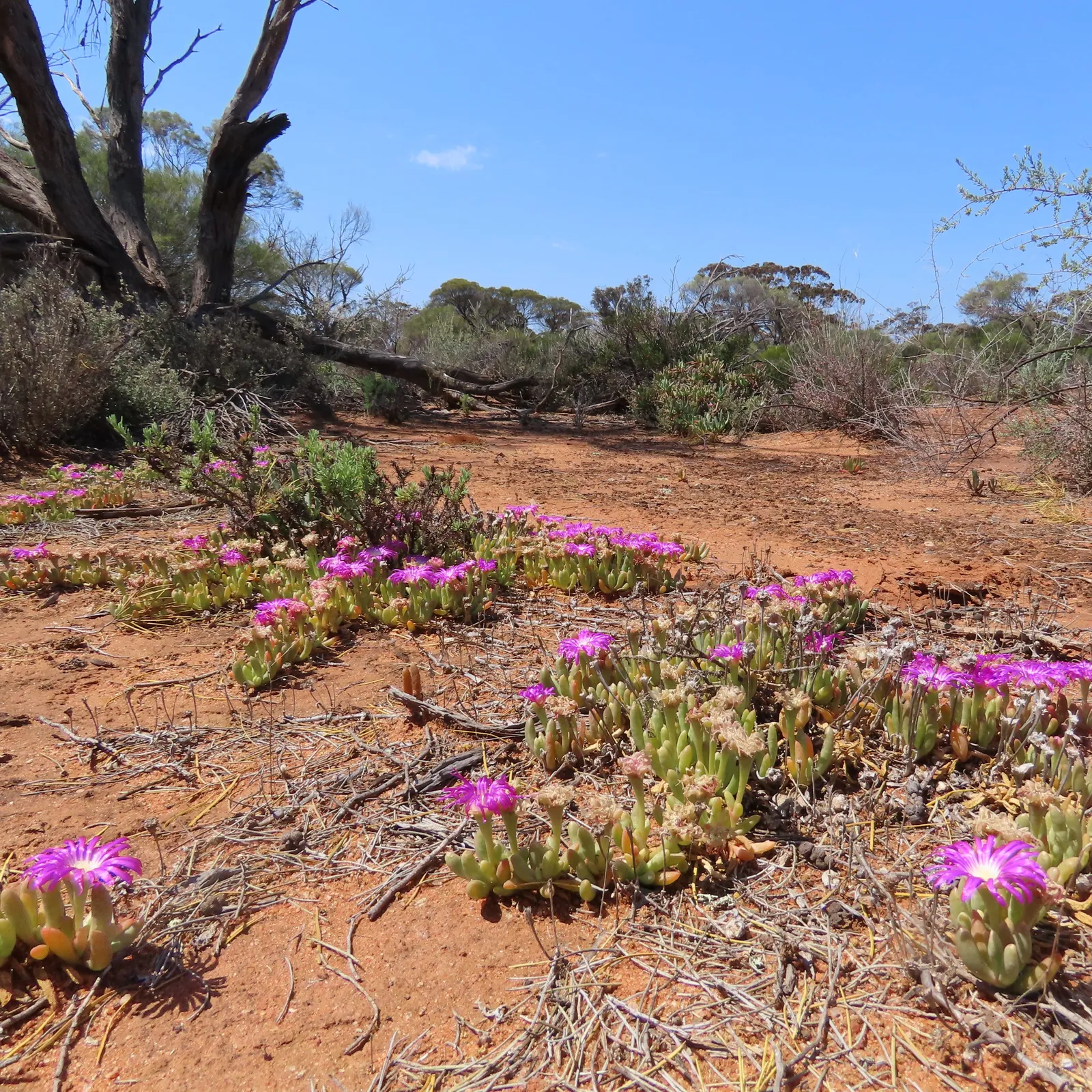 Pigface (Carpobrotus sp.) in flower