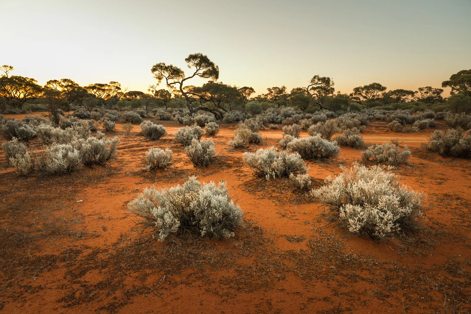 Arid shrubland at sunset