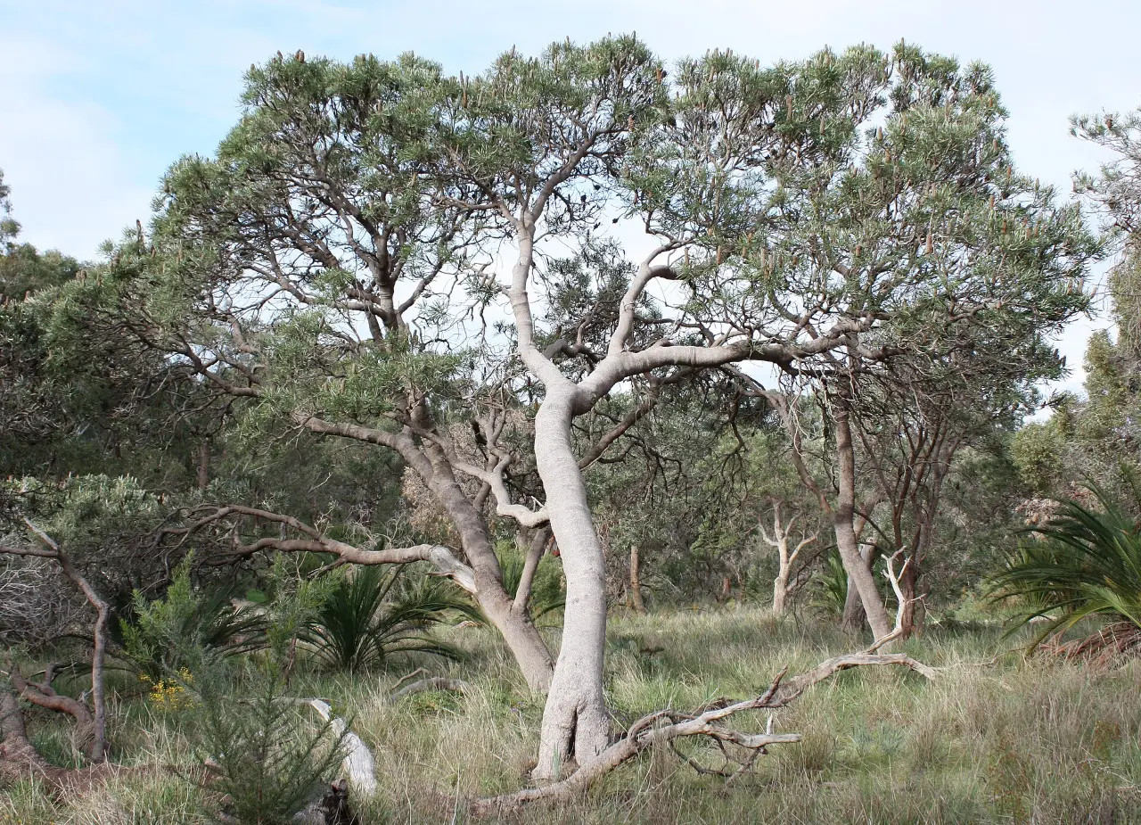A large Banksia attenuata tree in Bold Park, Perth