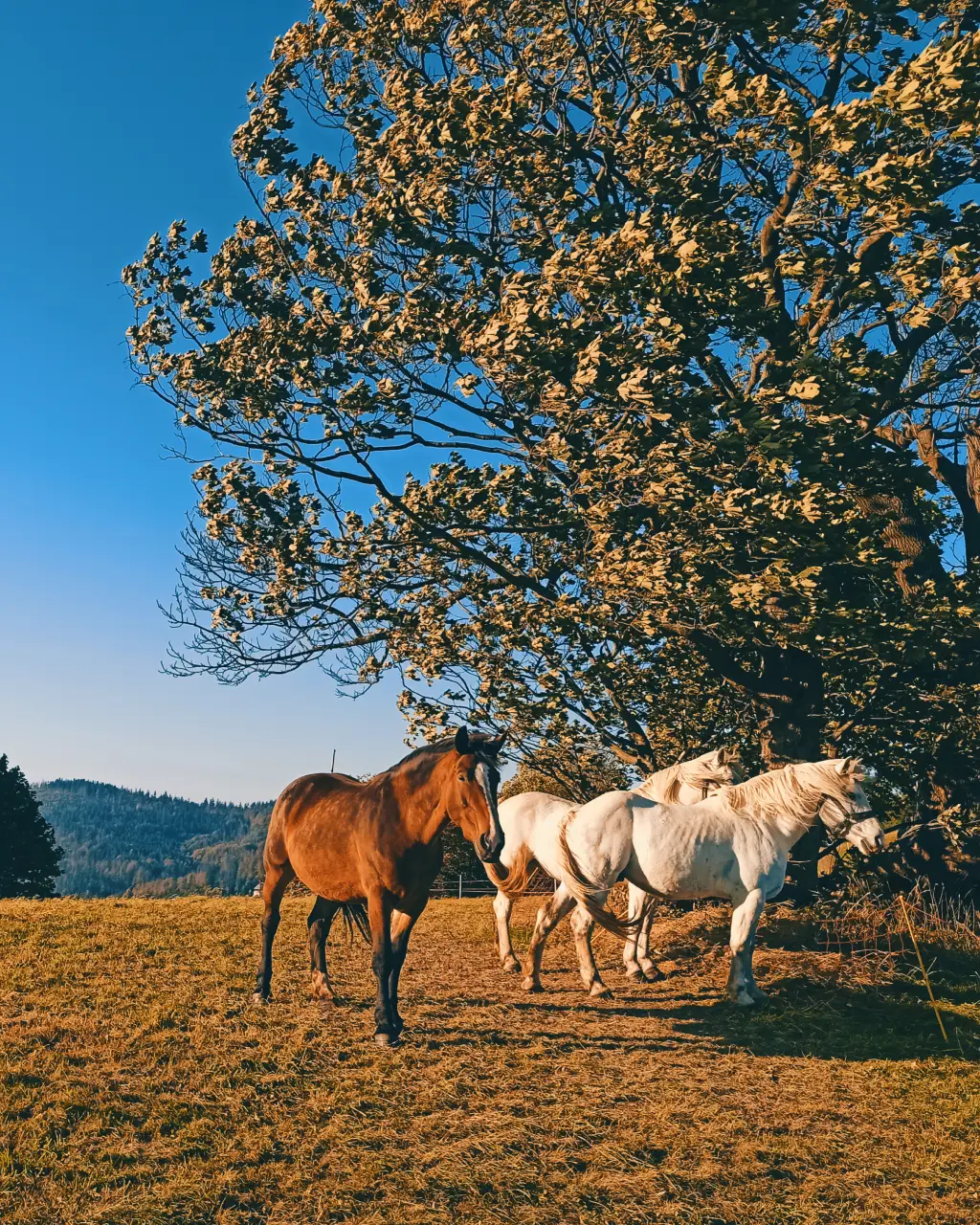największych ośrodków narciarskich