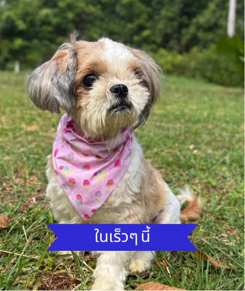 Taylor street dog adoption