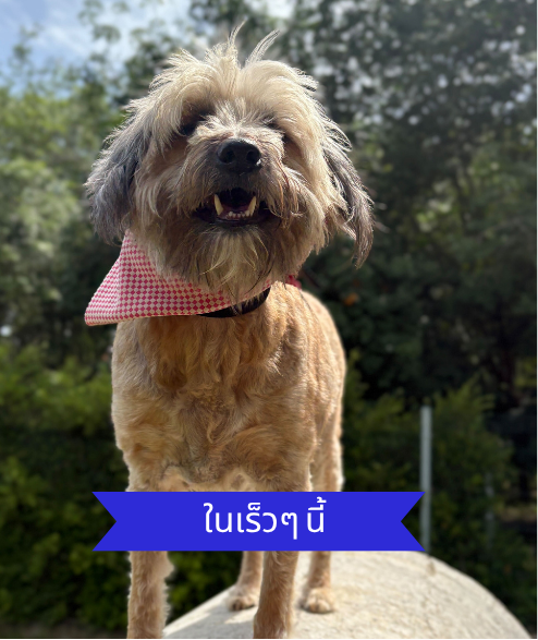 Taylor street dog adoption