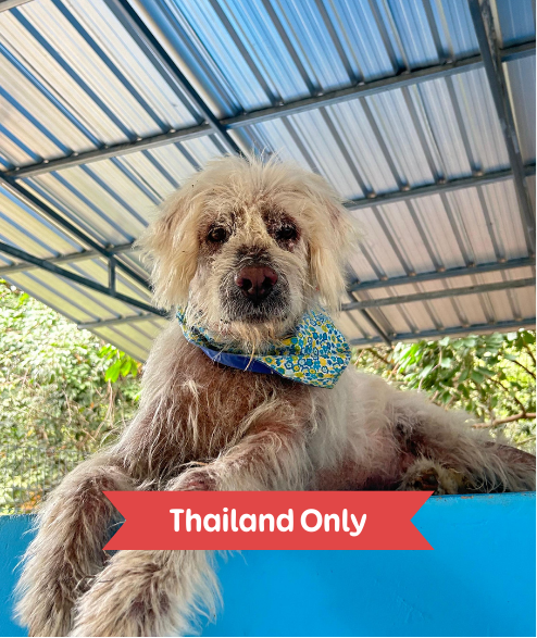 Taylor street dog adoption