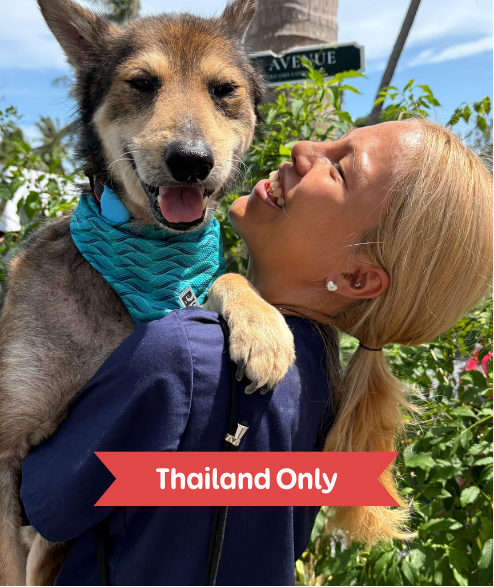 Taylor street dog adoption