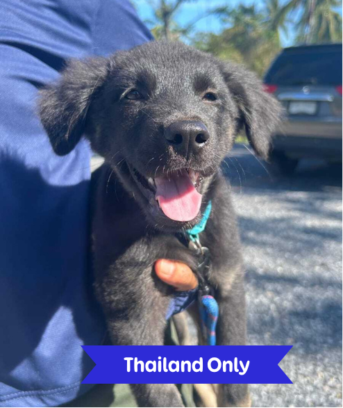 Noodles adoption