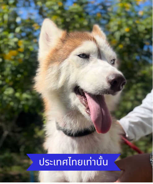 Taylor street dog adoption