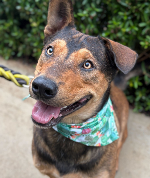 Taylor street dog adoption