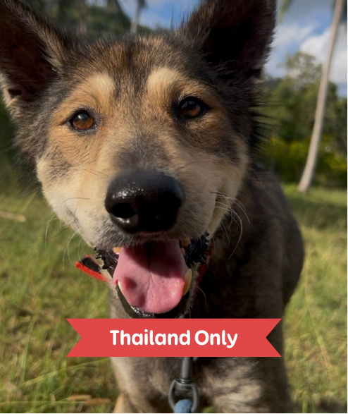 Taylor street dog adoption