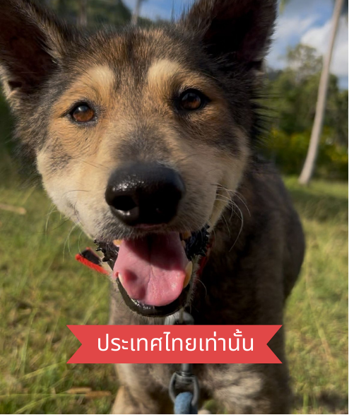 Taylor street dog adoption