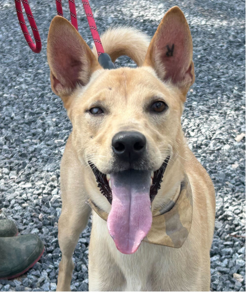 Taylor street dog adoption