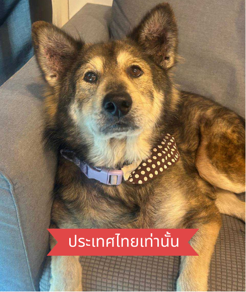 Taylor street dog adoption