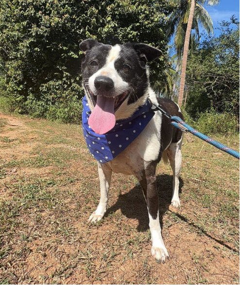 Taylor street dog adoption