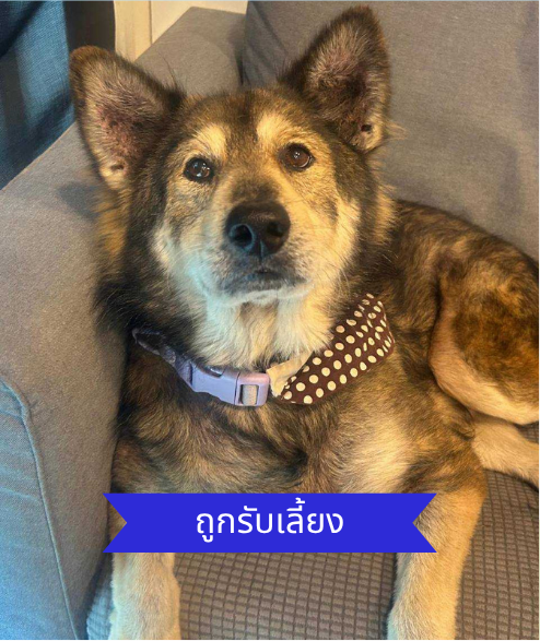Taylor street dog adoption