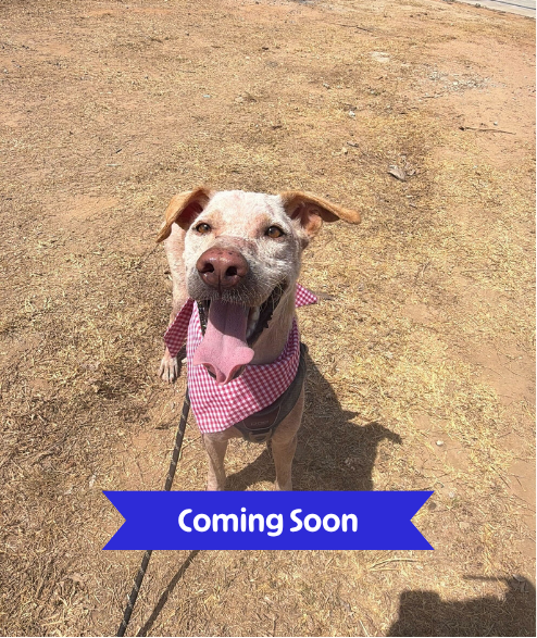 Taylor street dog adoption
