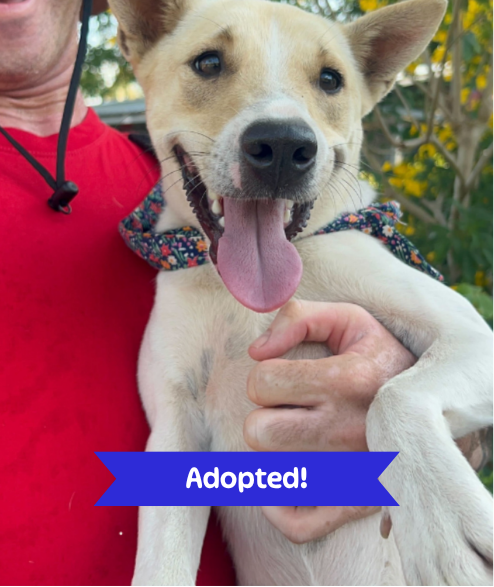 Taylor street dog adoption