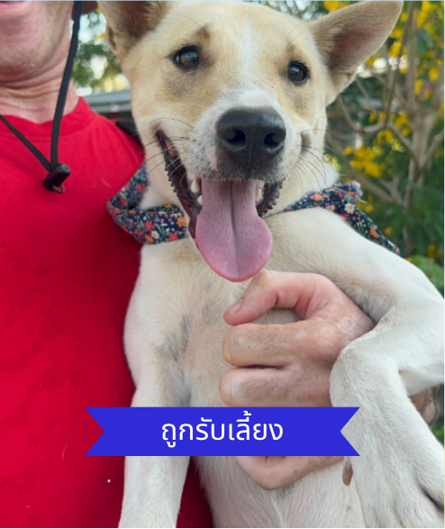 Taylor street dog adoption
