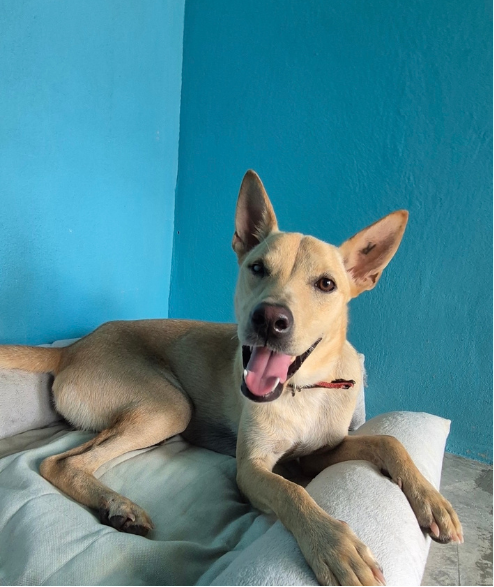 Taylor street dog adoption