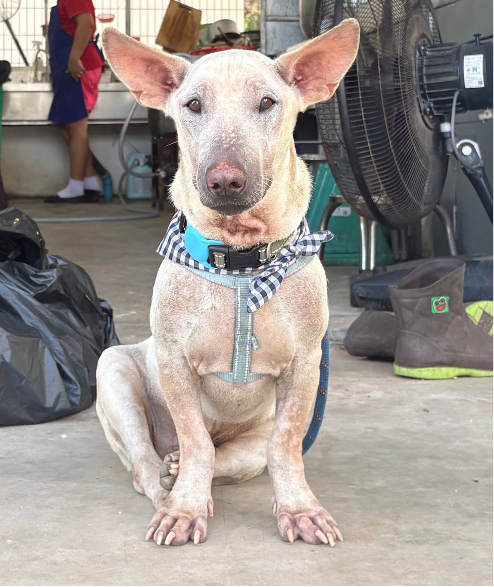 Taylor street dog adoption