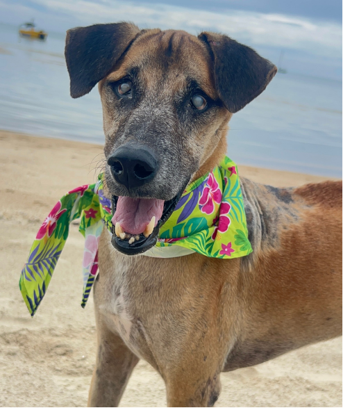 Taylor street dog adoption