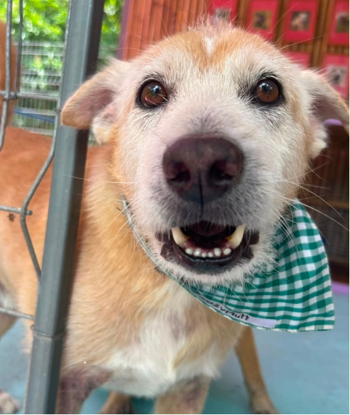 Taylor street dog adoption