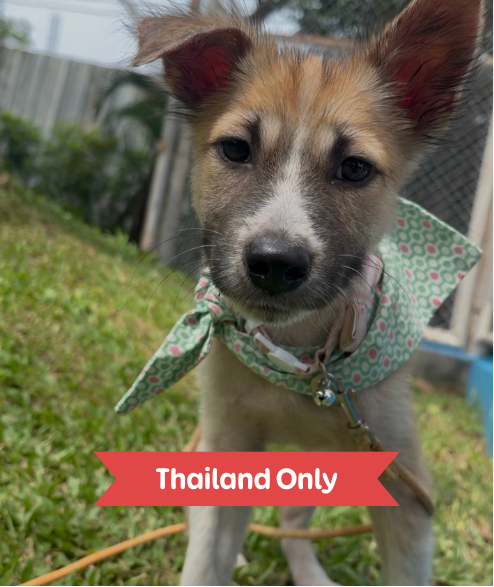 Taylor street dog adoption