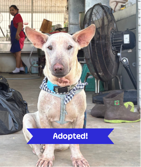 Taylor street dog adoption