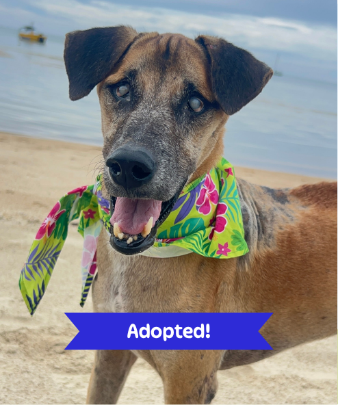 Taylor street dog adoption