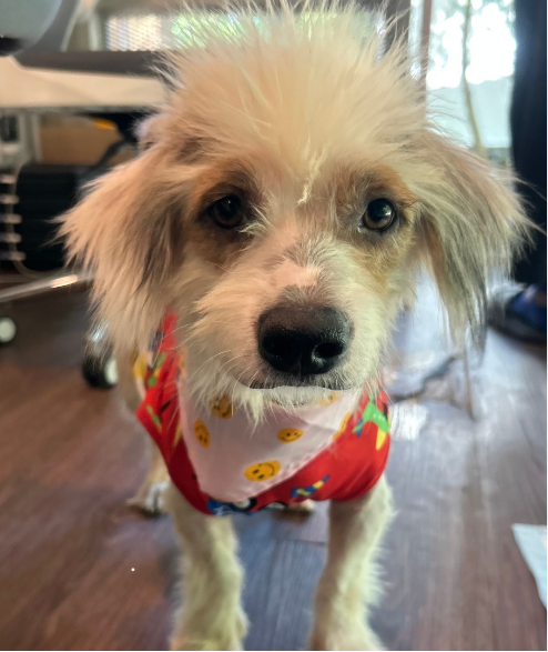 Taylor street dog adoption