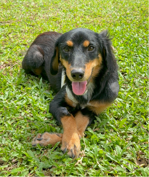Taylor street dog adoption