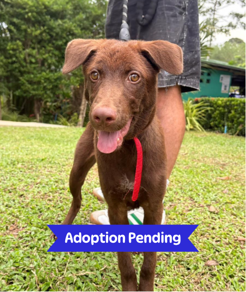 Taylor street dog adoption