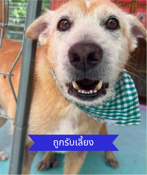 Taylor street dog adoption