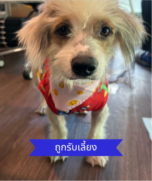 Taylor street dog adoption