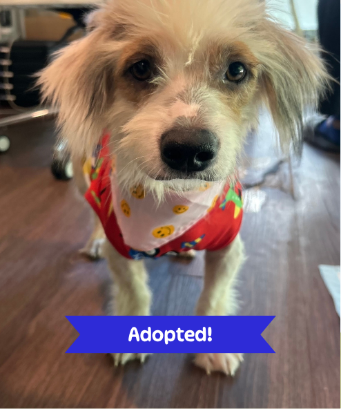 Taylor street dog adoption