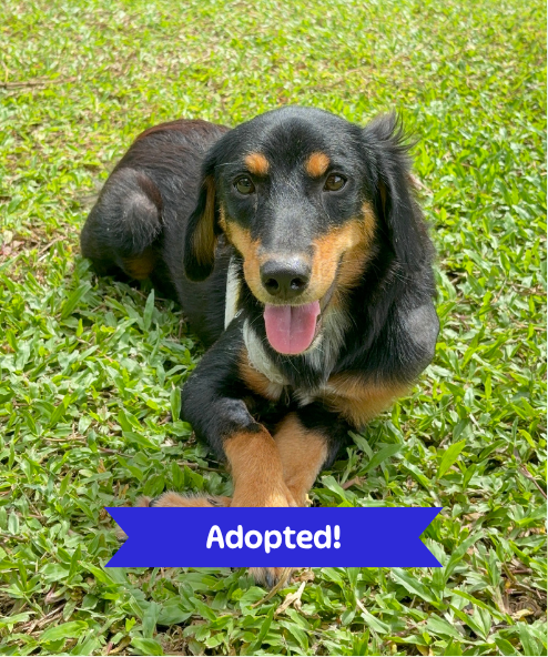 Taylor street dog adoption